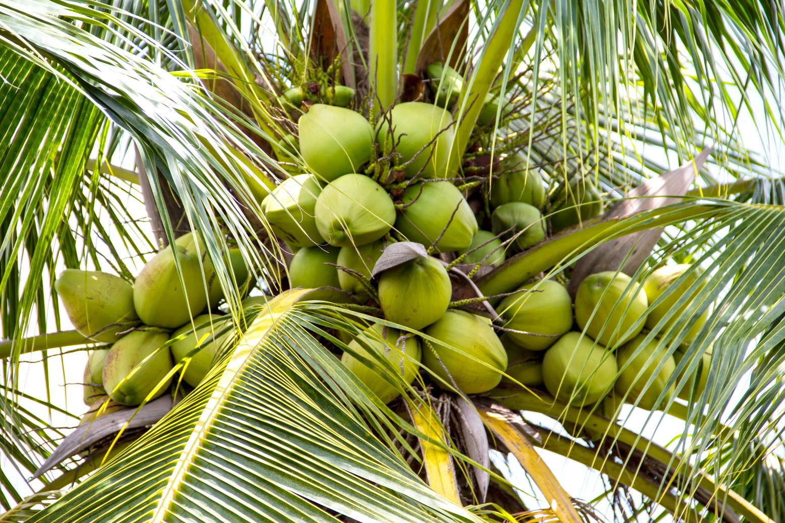 coconuts, coconut tree